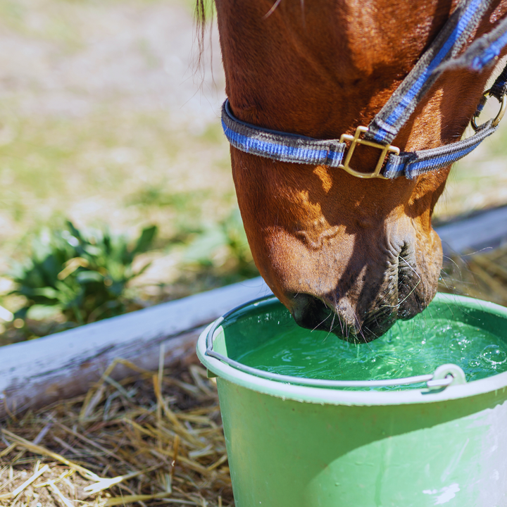 Hittemanagement voor paardeneigenaren: zo houd je je paard comfortabel tijdens de warmste dagen van het jaar.